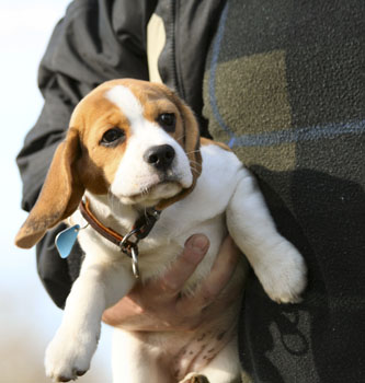 Beaglewelp auf dem Arm Bielefeld